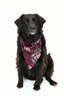The Bones Bandana
