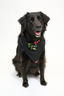 The Rose Bandana
