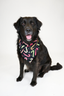 Candy Cane Lane Bandana